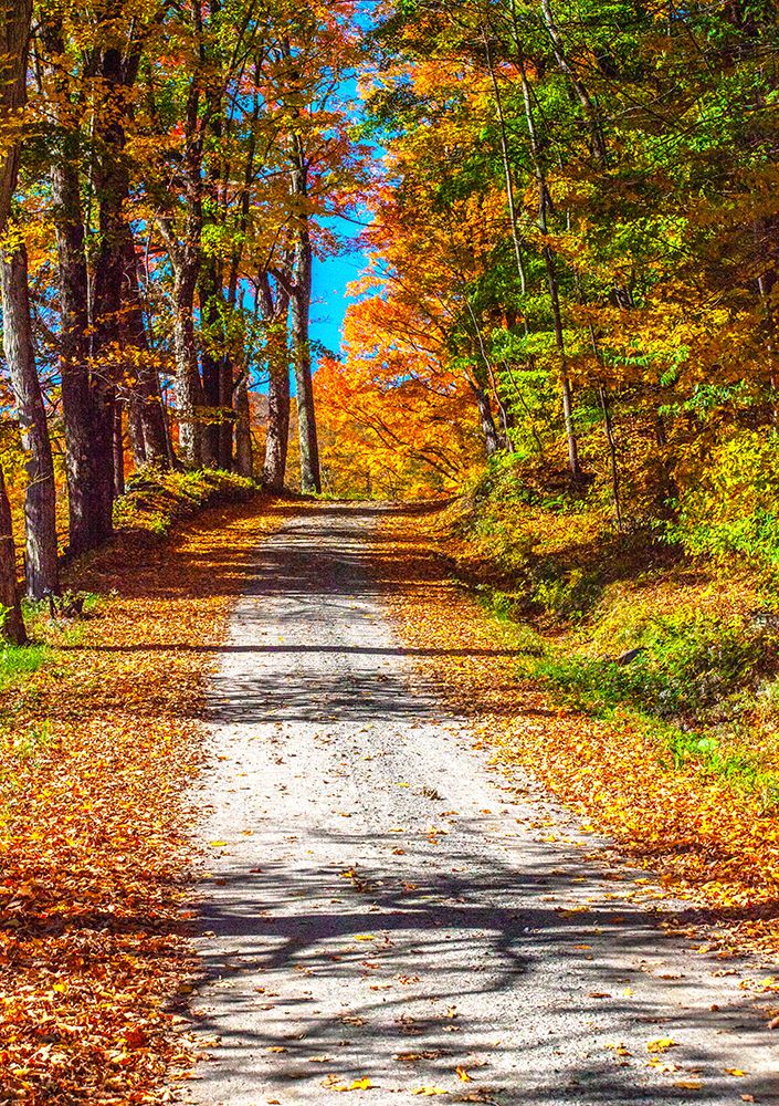 USA-New England-Vermont gravel road lined with sugar maple in full Fall color art print by Sylvia Gulin for $57.95 CAD